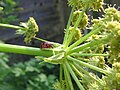 H. axyridis på en plante af Apiaceae familien.