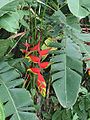 Heliconia rostrata