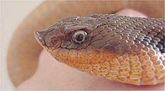 Широконоса източна змия (H. platirhinos)