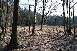 Hildener Heide im März 2016