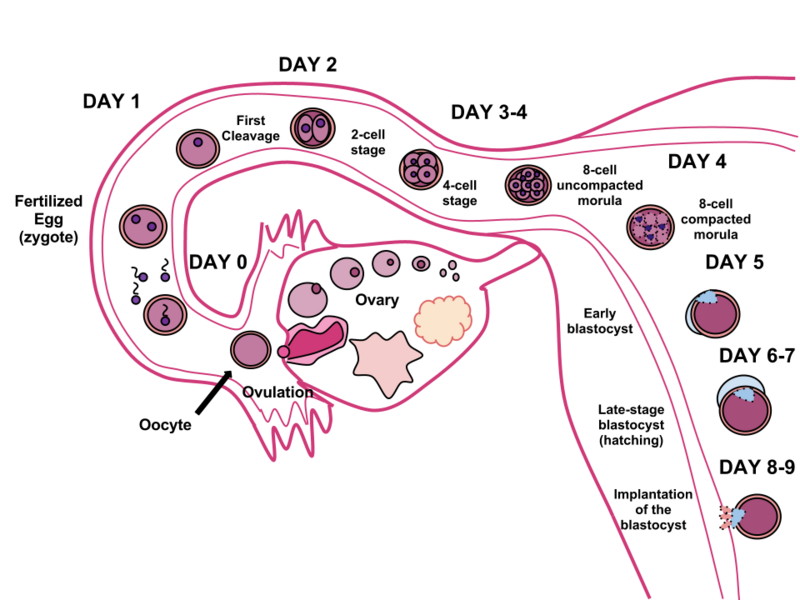 human egg fertilization blastocyst