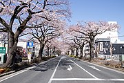 平和通り（県道293号）の桜並木