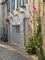 Saint-Martin-de-Ré Une venelle avec ses roses trémières typiques