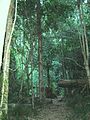 In more mature woodlands, the forest floor can be exceptionally shady.