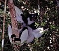 Největší lemur světa indri (Indri indri)