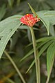 Jatropha multifida