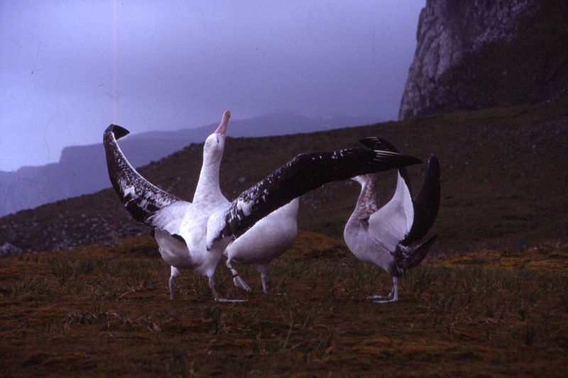 File:Kerguelen - Diomedea exulans - wooing.jpg