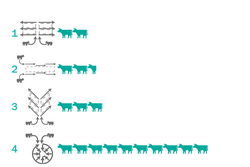 Efficiency of four different milking parlors.
Bali-Style 50 cows/h
Swingover 60 cows/h
Herringbone 75 cows/h
Rotary 250 cows/h Kleinpeter Graphic.png