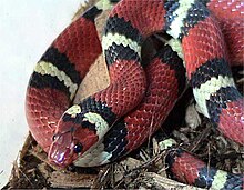 Lampropeltis elapsoides.jpg