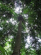 L. hopei — planta alta na Daintree Rainforest, nordeste de Queensland.