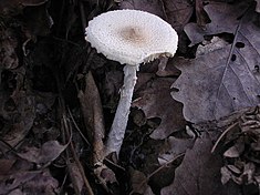 Lepiota clypeolaria.JPG