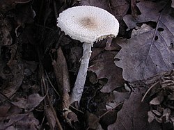 Lepiota clypeolaria. 
 JPG