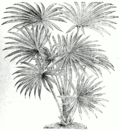 Miniatura para Livistona australis
