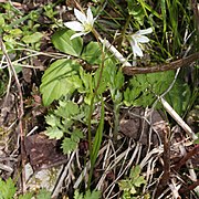 Lloydia triflora ホソバノアマナ