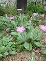 Lychnis flos-jovis