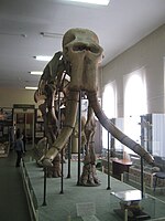 Mammuthus meridionalis in a museum of Stavropol (1 skeleton).JPG