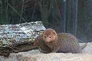 Brown mongoose