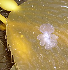 The nudibranch Melibe leonina on a Macrocystis frond (California): Marine protected areas are one way to guard kelp forests as an ecosystem. Melibe.2.jpg