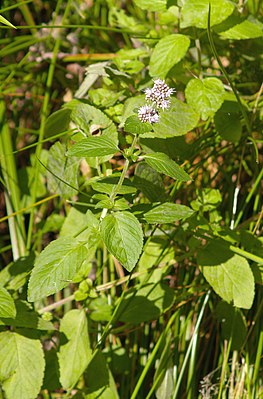 Weedermünt (Mentha aquatica)