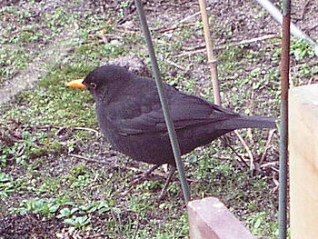 Male blackbird Nederlands: Merel mannetje zelf...