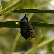 Sortie de la chrysalide