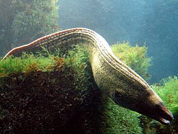 Közönséges muréna (Muraena helena)