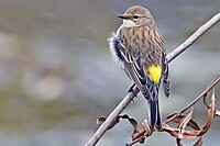 Yellow-rumped warbler