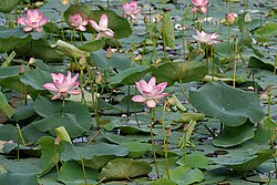 Intianlootus (Nelumbo nucifera)