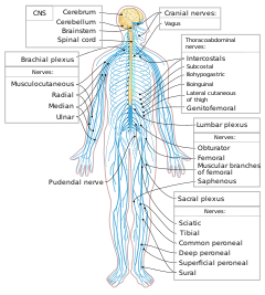 Nervous system diagram-en.svg