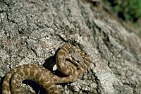 Ночная змея Нью-Мексико.jpg