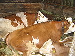 Photo couleur de vaches pie rouge couchées dans une étable. Elles portent des cornes courtes en croissant vers le haut ou le long des joues.
