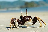 Ocypode-ceratophthalma-horned-ghost-crab-krabi-thailand.jpg