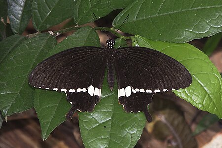 Dorsal view (male)