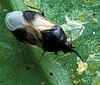 Orius insidiosus feeding on white fly nymphs