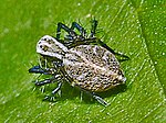 Miniatura para Oxyopes lineatus