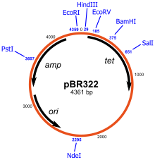 A schematic representation of the pBR322 plasmid, one of the first plasmids to be used widely as a cloning vector. Shown on the plasmid diagram are the genes encoded (amp and tet for ampicillin and tetracycline resistance respectively), its origin of replication (ori), and various restriction sites (indicated in blue). PBR322.svg