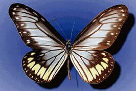 Ideopsis vitrea