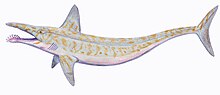 Parahelicoprion clerci.jpg