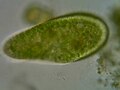 Файл: Paramecium bursaria.ogv