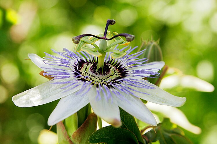 Страстоцвет (Passiflora)