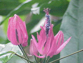 Pavonia Multiflora