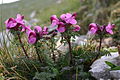 Pedicularis rostratocapitata (Kopf-Läusekraut) IMG 3919. 
 JPG