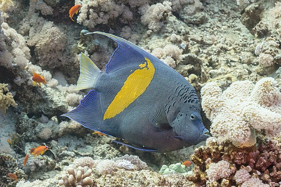 Yellowbar angelfish (Pomacanthus maculosus), Ras Muhammad National Park, Red Sea, Egypt.