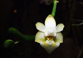 Phalaenopsis gibbosa Orchi 398.jpg