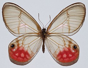 Este exemplar de C. phantoma se assemelha a C. pyritosa, mas sua mancha rubra é maior. Em C. pyritosa ela não atinge os ocelos.[1]