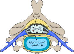 موقع الخلايا العصبية المتضررة من ضمور العضلات الشوكي في النخاع الشوكي