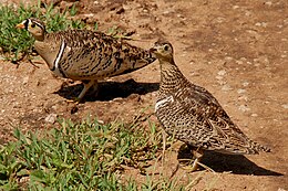 Fehérbegyű pusztaityúk pár a Serengeti Nemzeti Parkban