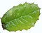 Quercus semecarpifolia leaf.jpg