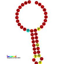 Predicted secondary structure of the Coronavirus SL-III cis-acting replication element, a genomic structure required for BCoV DI RNA replication RF00496.jpg