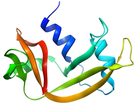 Структура РНКазы А